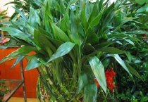 棉花吐絮期防早衰促丰产措施