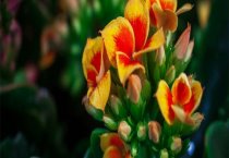 孔雀鱼为什么会生病