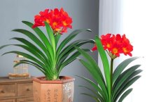 双低油菜新品种――扬油7号