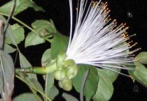 请问发财树会开花吗？