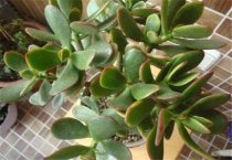 烟叶大棚育苗工作中应该注意的几个问题