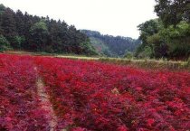 陶新宇（ 三亚飞回“蔬菜大王”）