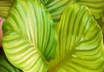 金桔树叶子发黄怎么办（叶子发黄的原因及处理多久）