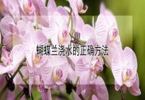 如何饲养珍珠鱼