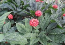 新都桂花糕制作方法