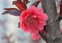 君子兰春季养护