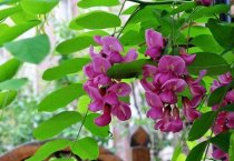 杂交油菜新组合95杂-3 ，95杂-8试种表现突出