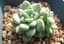 油菜主要病虫防治方法