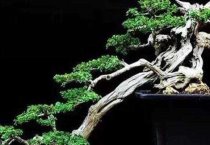辉县市张村乡平岭村香菇盛开致富花 辉县市张村乡平岭村香菇盛开致富花