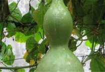 利用香菇废料生产草腐菌