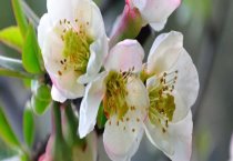 黄晶菊的栽培技术