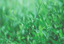 小米草种子可以直接撒入水中吗？