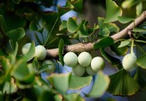 草菇室外高产的栽培技术