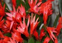 秋冬季节蛇的养殖管理
