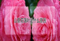 肉兔快速育肥技术