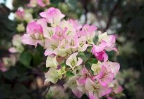 蚊净香草的扦插繁殖