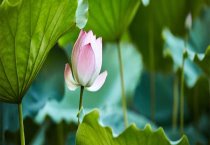 兰花的水培技术