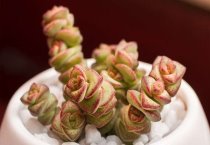 金叶女贞有何病害，怎样防治