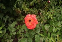 文竹病害的防治