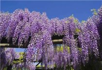 北海道黄杨―叶片繁殖