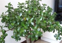 反季节香菇防四病