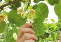 茉莉花叶子发黄怎么办？