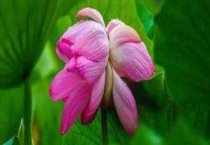 栽植兰花10个注意事项