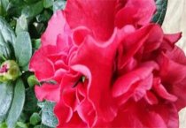 黑龙江用木材替代物养殖木耳