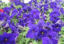 仙客来的播种与萌芽期的管理