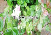 肉犬弓浆虫病的诊治