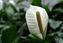 珍稀食用菌品种雅菇