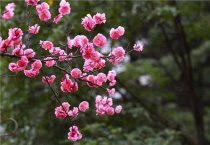 盆栽梅花冬季多长时间浇一次水