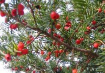 新疆呼图壁县（“牛司令”巧念“苗木经”）