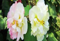 阳台如何养好杜鹃花