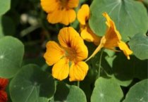 盆栽苏铁上盆与换盆