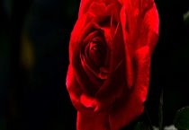 蝇蛆作饵料的饲喂方法