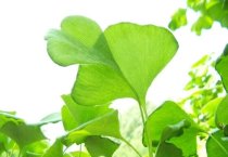 香菇丝软包装生产工艺