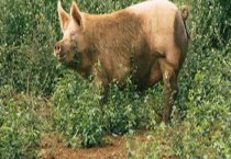 请问母猪驱虫当天可配种吗？