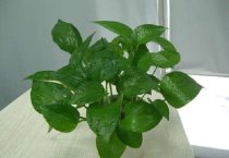 大豆 甘薯施肥技术简介
