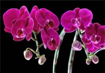 猴头菇速生高产的栽培技术