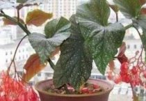 河南(小核桃“敲开”登封农民致富门)