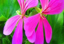 蝎子引种最佳时间