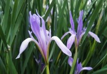 月季花的病害的防治