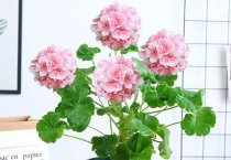 沼渣栽培杏鲍菇出菇前的操作