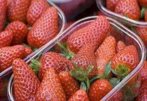 新疆兵团第四师七十五团种植香紫苏拓宽职工增收渠道