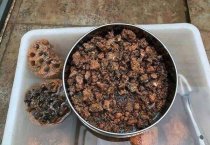 油菜病毒病的防治