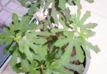 西藏墨竹工卡社区特色生态畜牧业一瞥