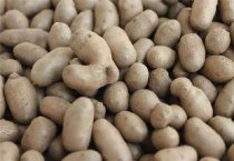 如何利用体细胞数评价奶牛的乳房健康状况？