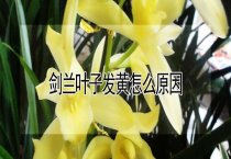 剑兰叶子发黄怎么原因？