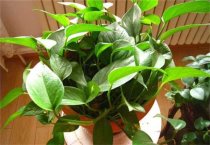 文竹盆景制作养护